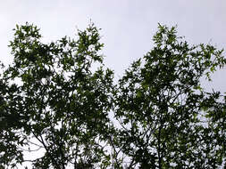Image de Quercus velutina Lam.