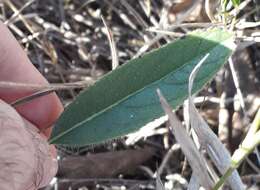 Image of Hypenia macrantha (A. St.-Hil. ex Benth.) Harley