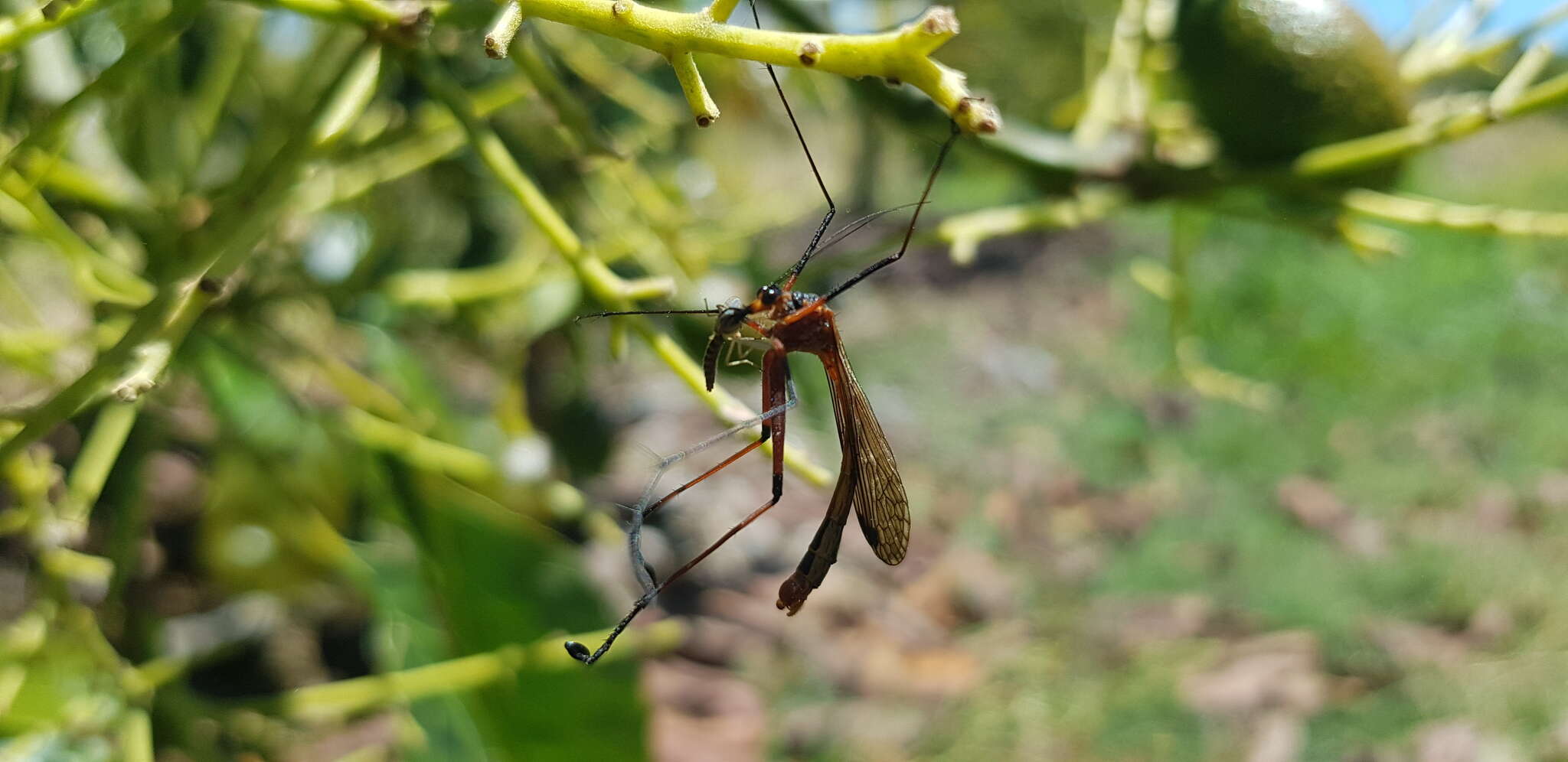 Image of Harpobittacus similis Esben-Petersen 1935