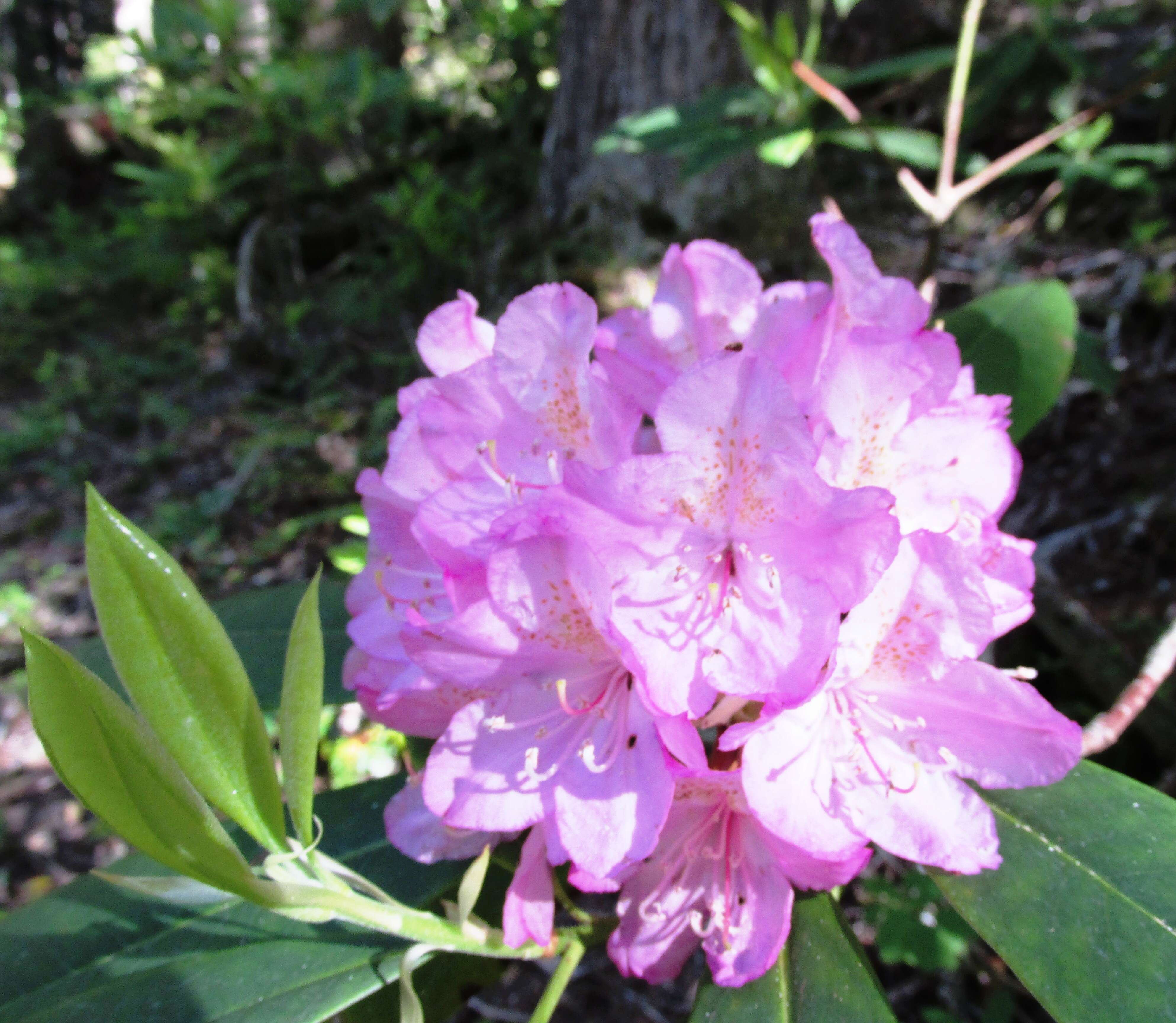 Image of Pacific rhododendron