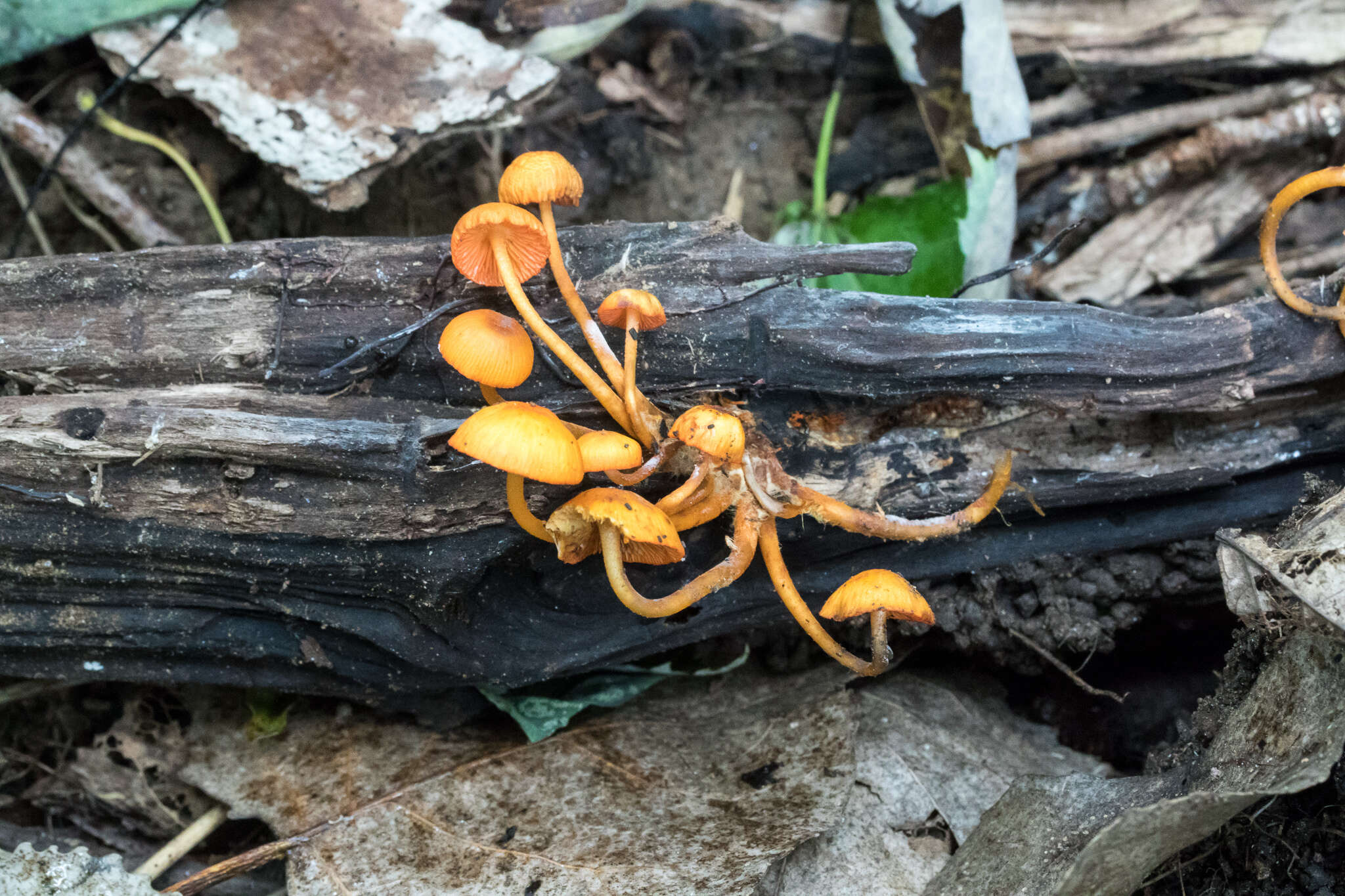 Image of Mycena leaiana (Berk.) Sacc. 1891