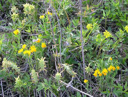 Image of Canada lousewort