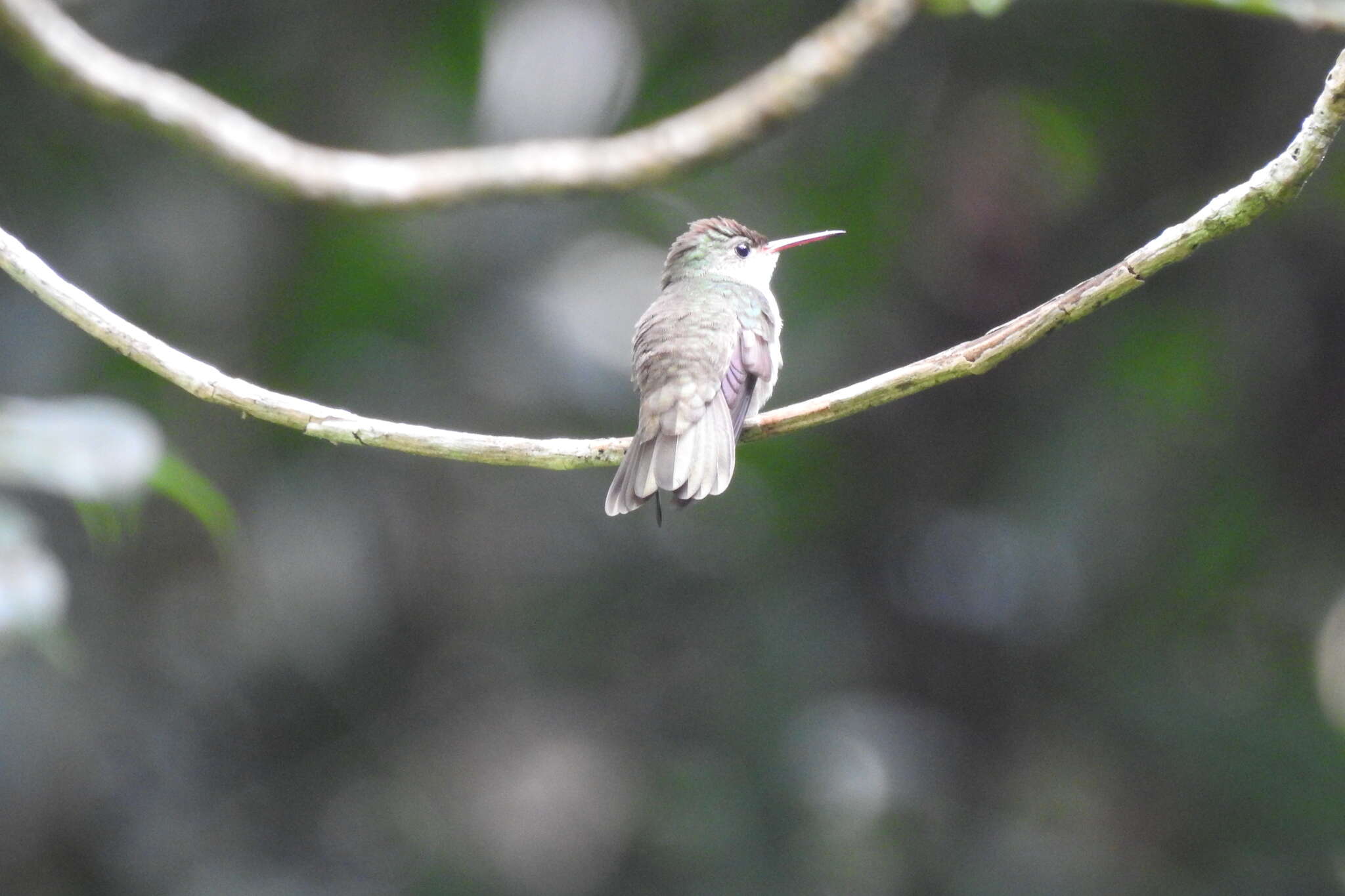 Image of Curve-winged Sabrewing