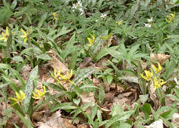 Imagem de Erythronium americanum Ker Gawl.