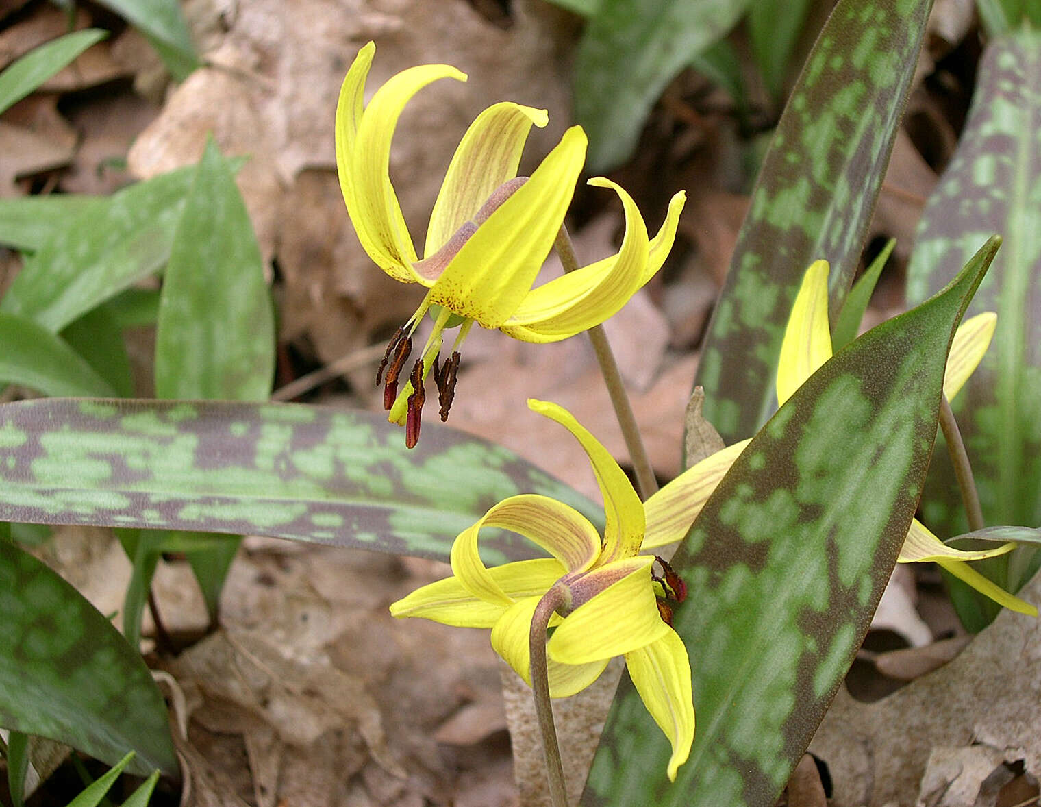 Imagem de Erythronium americanum Ker Gawl.