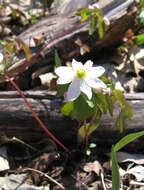 Image of Rue-Anemone