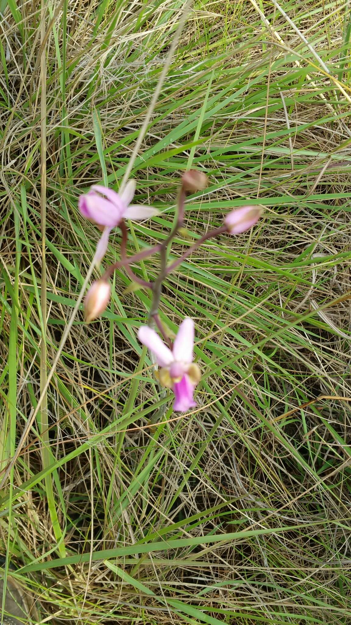 Image of Eulophia livingstoneana (Rchb. fil.) Summerh.