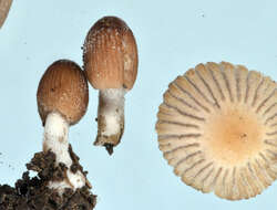 Image of Coprinellus plagioporus (Romagn.) Redhead, Vilgalys & Moncalvo 2001