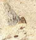 Image of lodgepole chipmunk