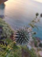 Image of Echinops spinosissimus subsp. neumayeri (Vis.) Kozuharov