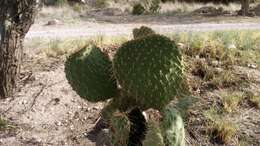 Image of Arborescent Pricklypear