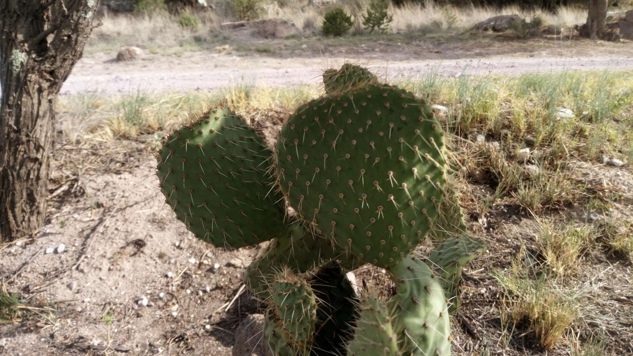 Plancia ëd Opuntia leucotricha DC.