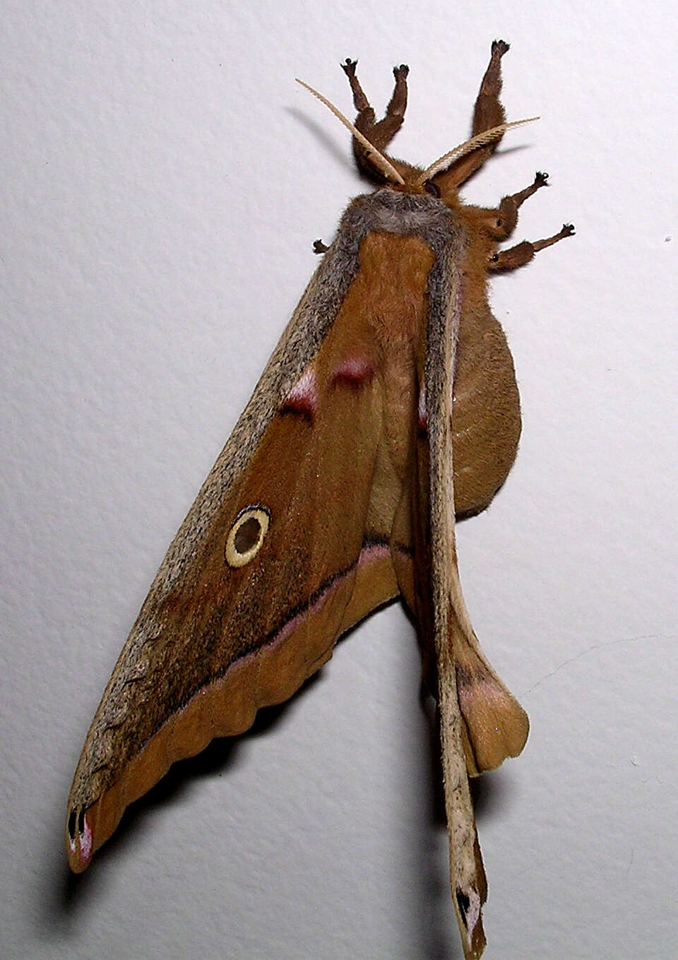 Image of Antheraea subgen. Telea Hübner (1819)