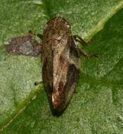 Image of European Alder Spittlebug