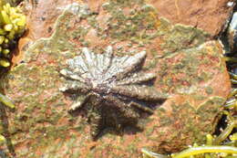 Image of Scutellastra longicosta (Lamarck 1819)