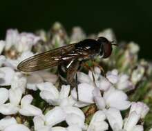 Слика од <i>Platycheirus albimanus</i>