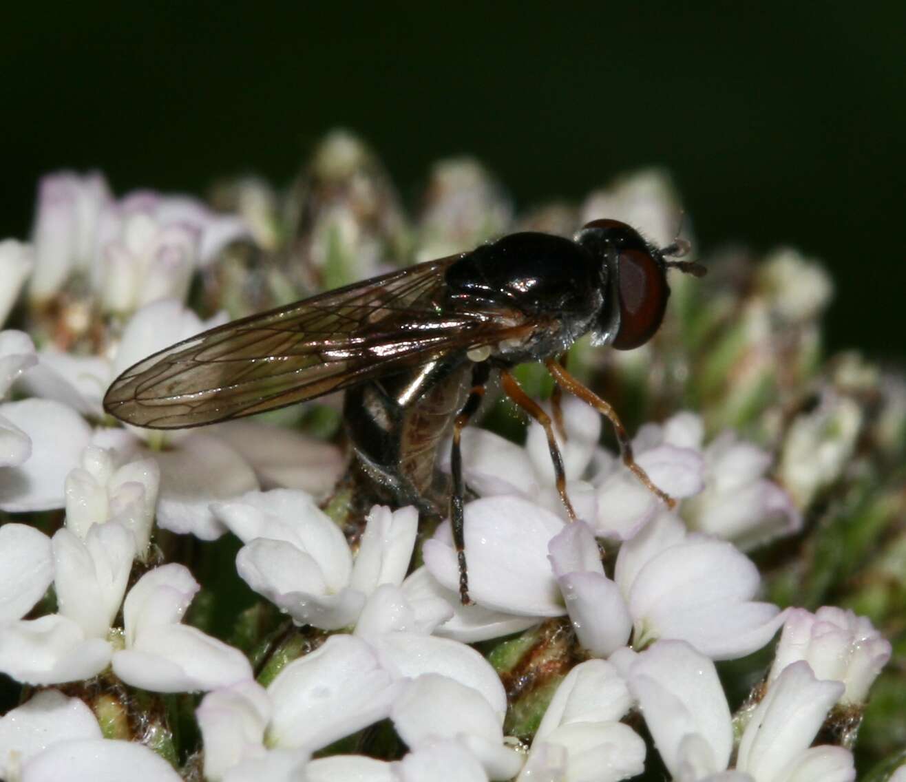 Image of <i>Platycheirus albimanus</i>