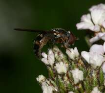 Image of <i>Platycheirus albimanus</i>