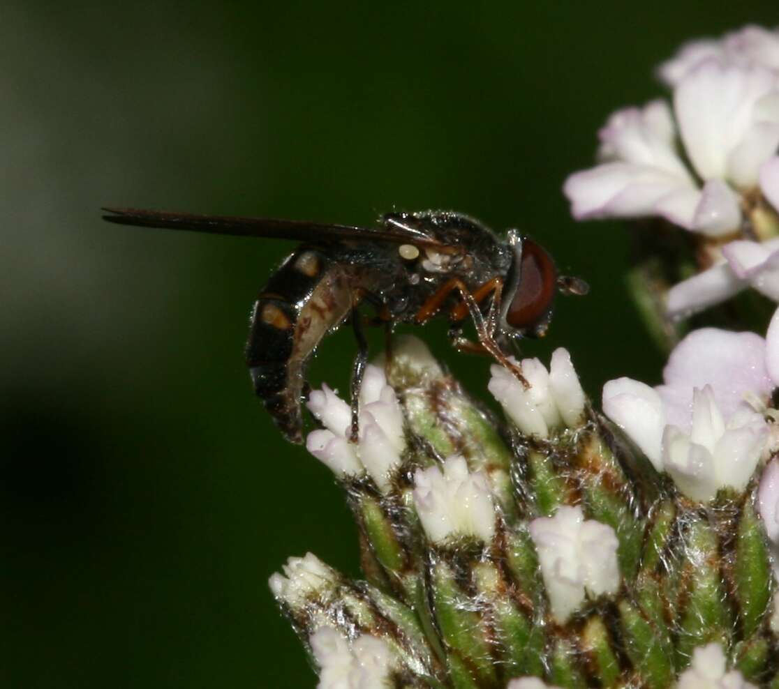 Слика од <i>Platycheirus albimanus</i>