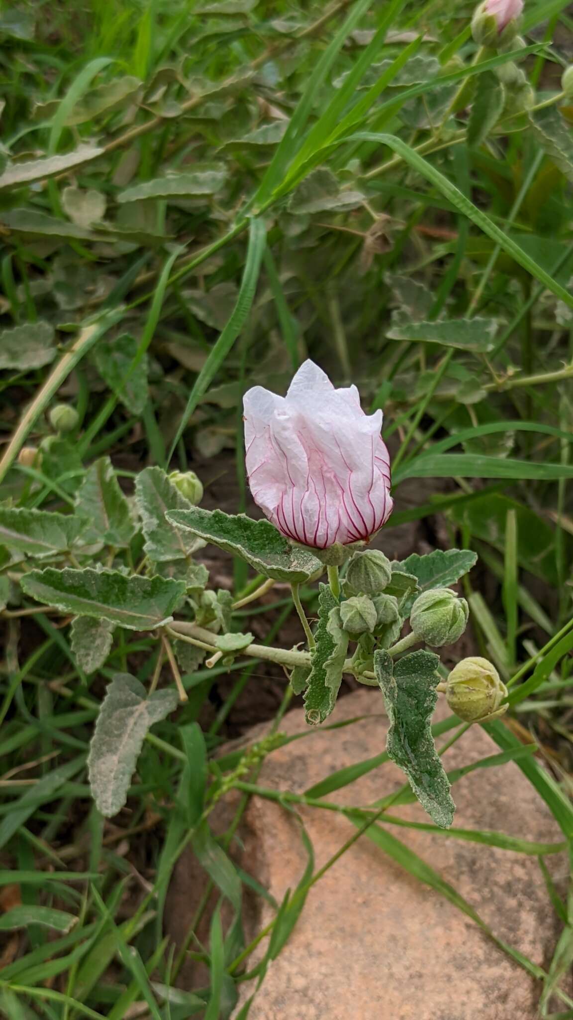 Image of Pavonia aurigloba Krapov. & Cristobal