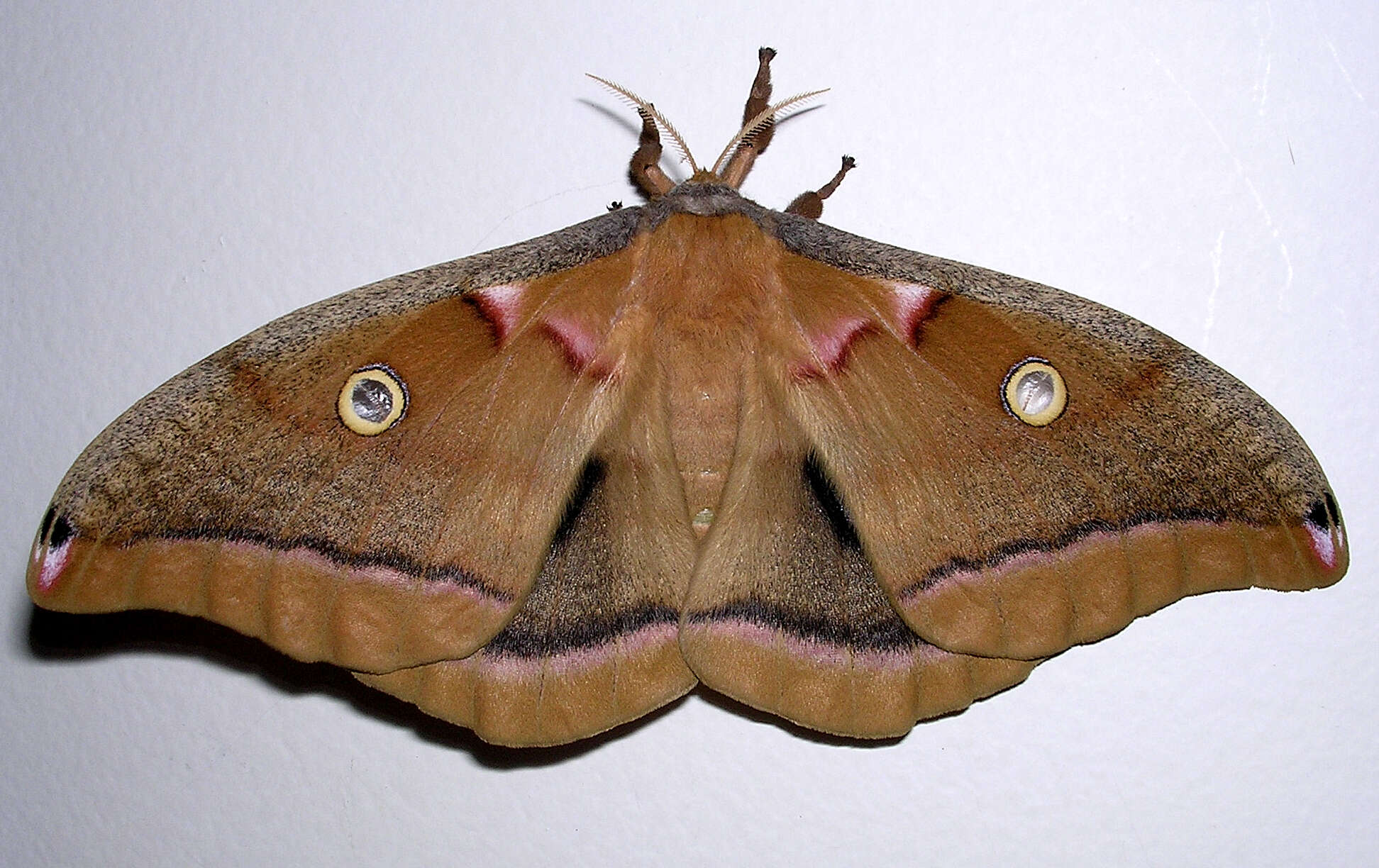 Image of Antheraea subgen. Telea Hübner (1819)