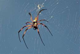 Imagem de Nephila comorana Strand 1916