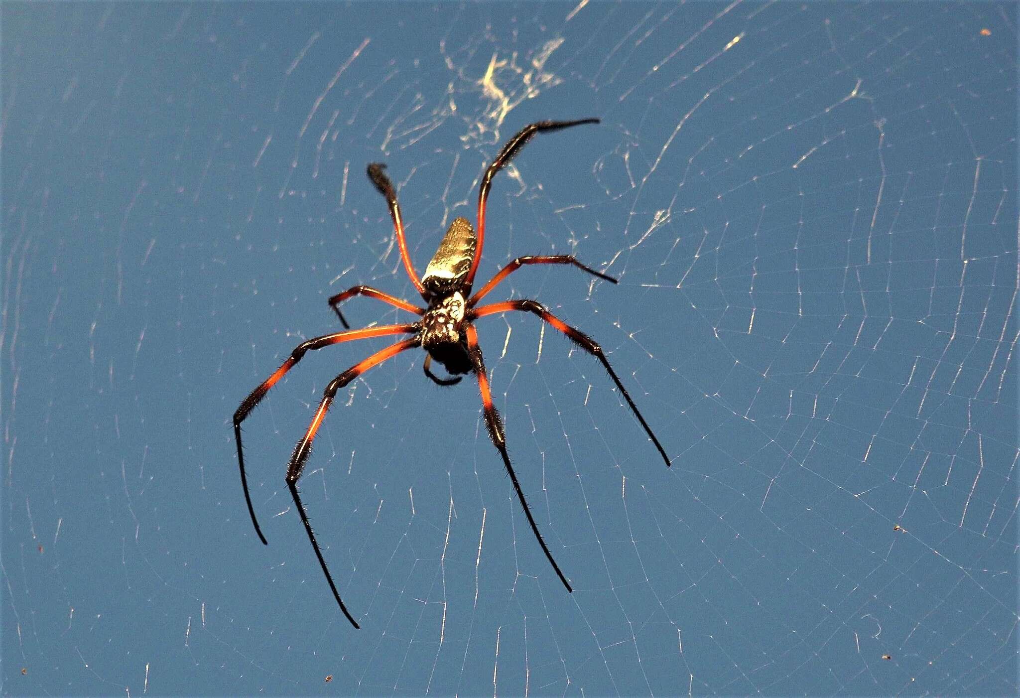 Imagem de Nephila comorana Strand 1916