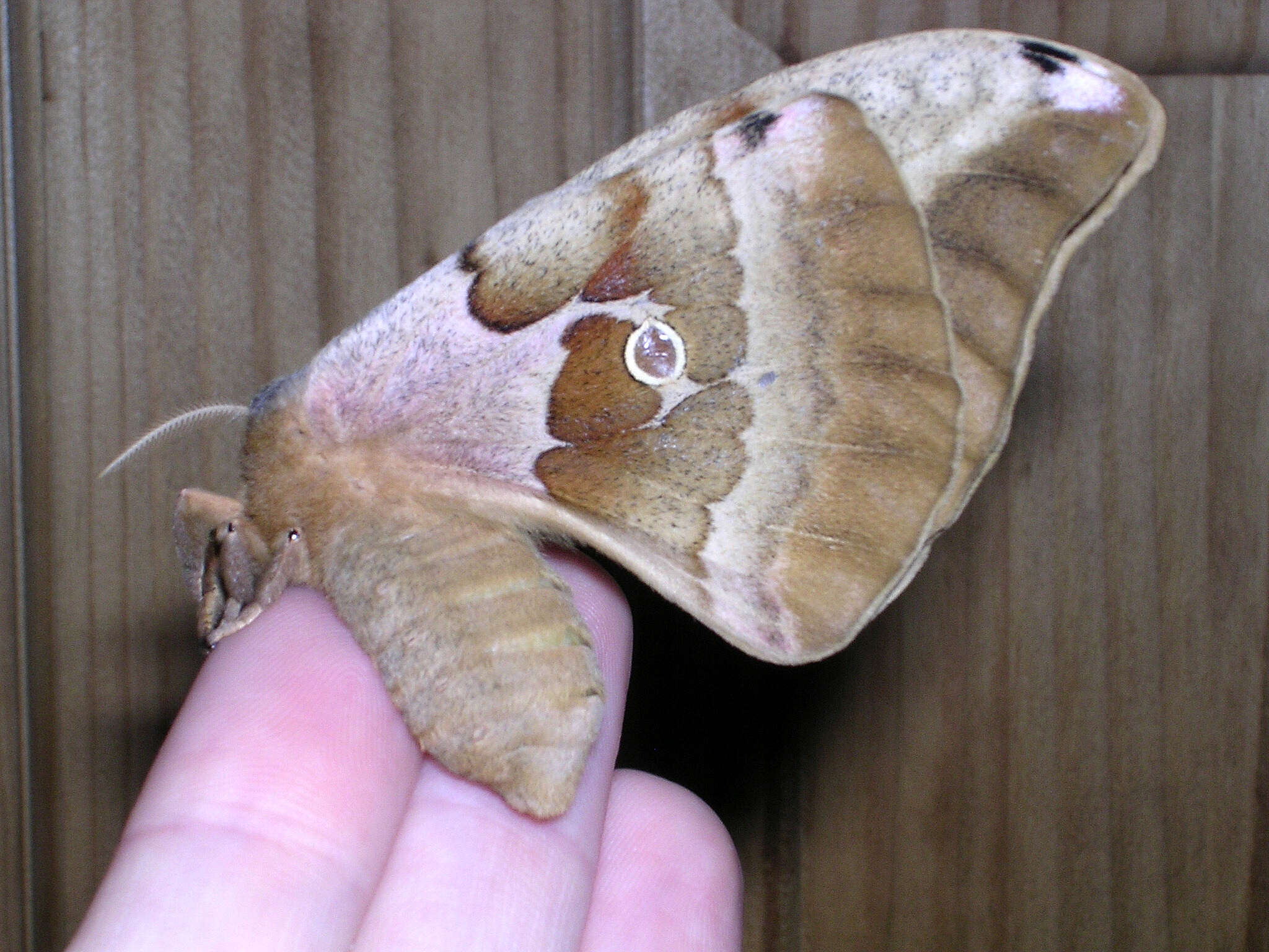 Image of Antheraea subgen. Telea Hübner (1819)