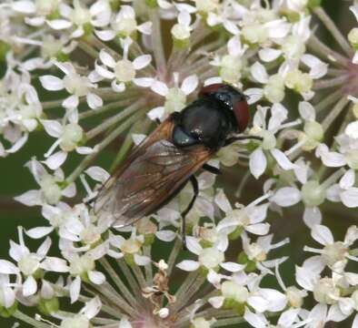 Image of Chrysogaster cemiteriorum (Linnaeus 1758)