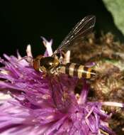 Image of Banded Meliscaeva