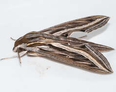 Image of Vine Hawk-Moth