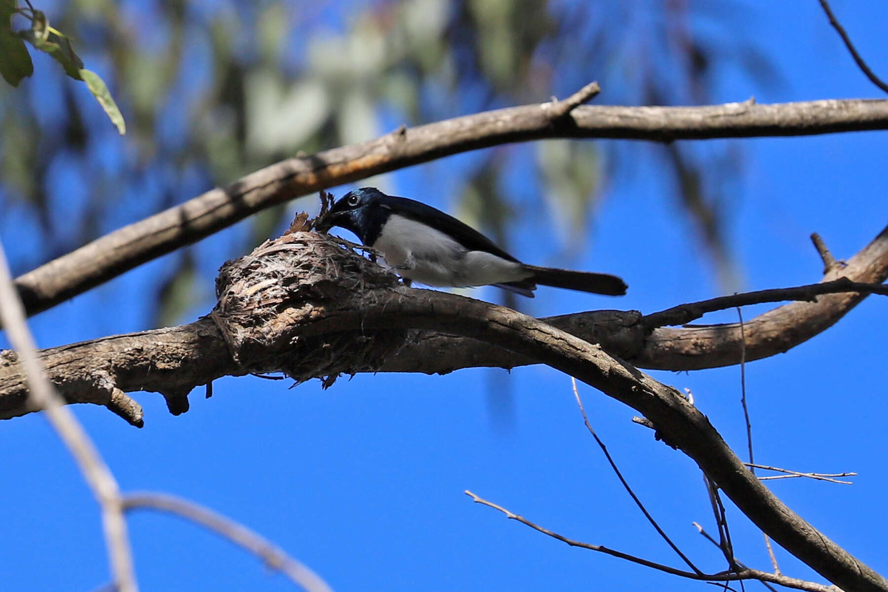 Image of Satin Flycatcher