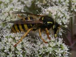 Image of Dolichovespula sylvestris (Scopoli 1763)