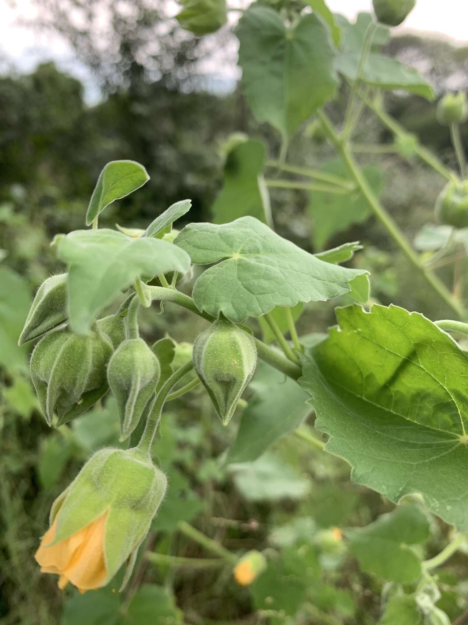 Image of Abutilon grandiflorum G. Don