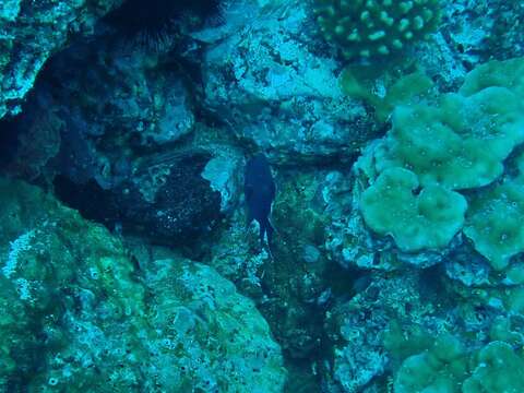 Image of Giant damselfish