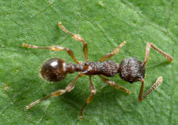 Image of Myrmica punctiventris Roger 1863