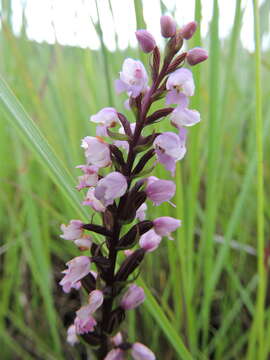 Image de Brachycorythis buchananii (Schltr.) Rolfe