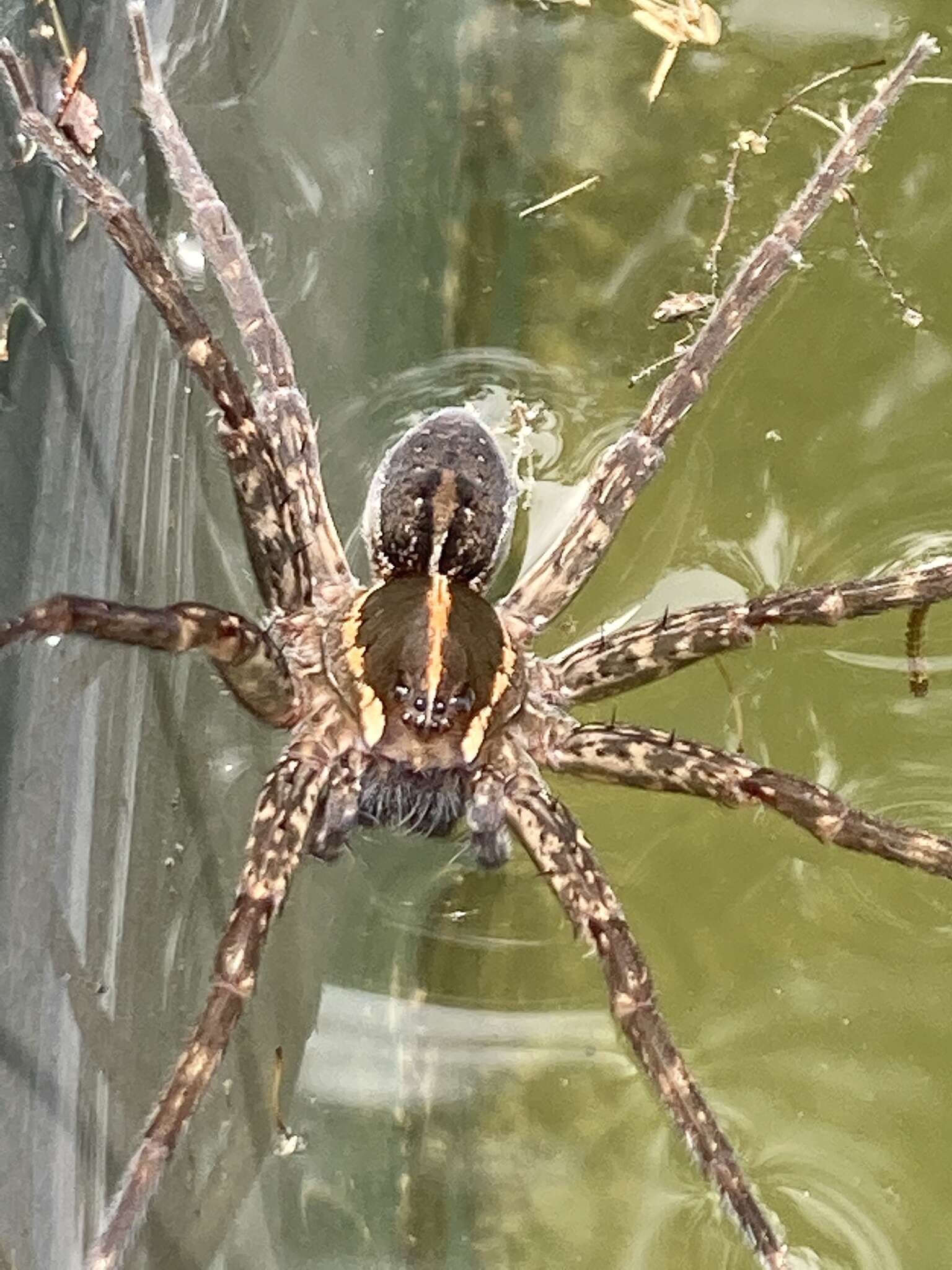 صورة Dolomedes instabilis L. Koch 1876