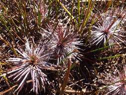 Image of Stylidium lineare Sw. ex Willd.