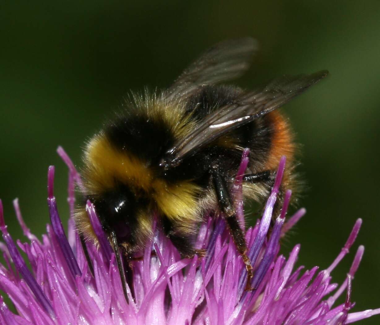 Image of Bombus monticola Smith 1849