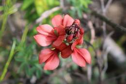 Indigofera digitata Thunb.的圖片