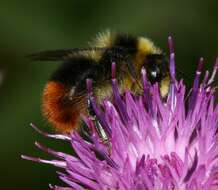 Image of Bombus monticola Smith 1849