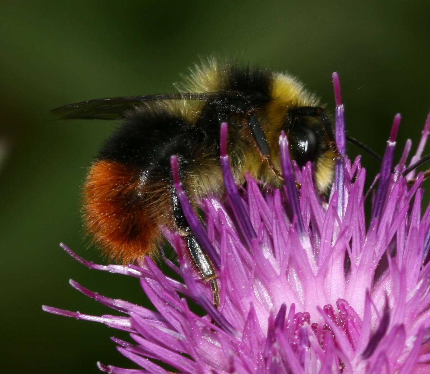 Image of Bombus monticola Smith 1849