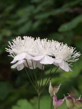 Image of Willamette false rue anemone