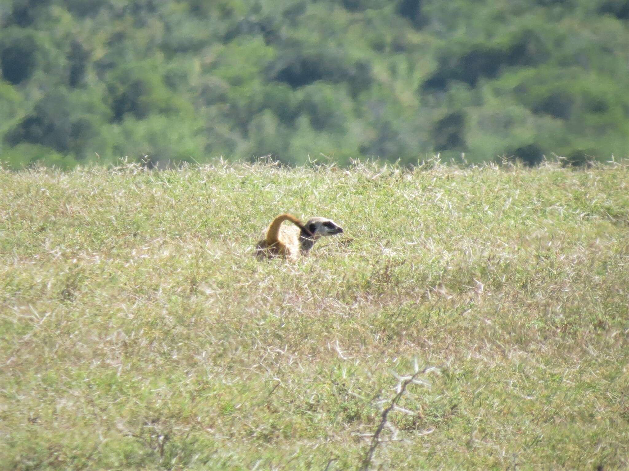 Image of Suricata Desmarest 1804