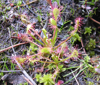 Image of Common Sundew