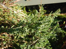 Image of alkali seepweed