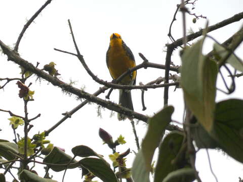 Myioborus ornatus chrysops (Salvin 1878) resmi