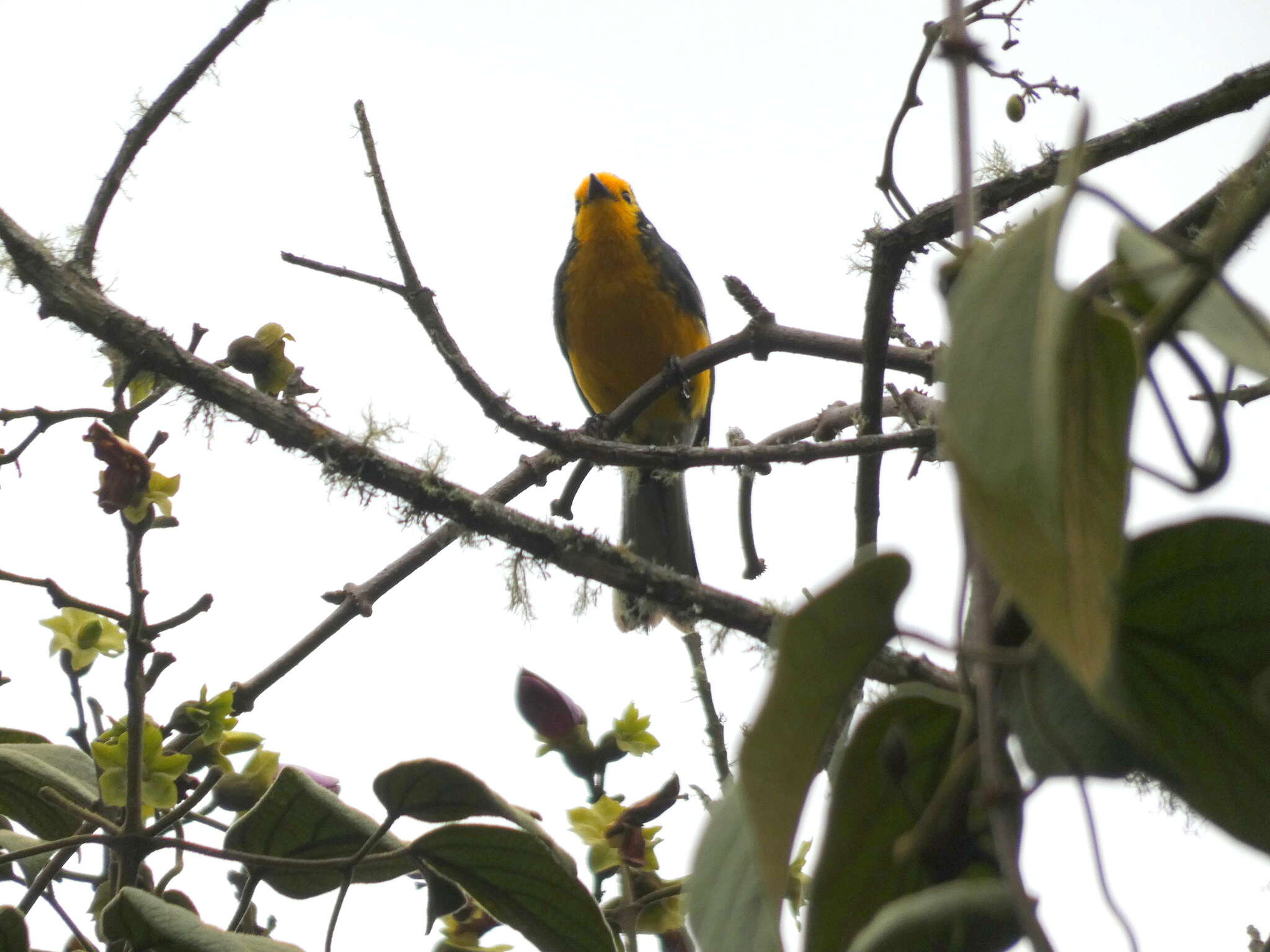 Plancia ëd Myioborus ornatus chrysops (Salvin 1878)