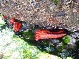 Image of Orange Sea Cucumber